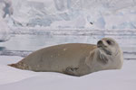 Krabeter zeehond