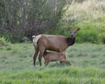 Elk