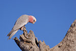 Galah