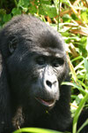 Berg gorilla