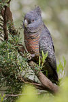 Gang Gang Cockatoo