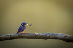 Azure Kingfisher