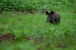 Wild Zwijn