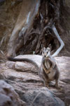 Yellow Footed Rock Wallaby