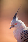 Crested Pigeon