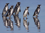 Magelhaen pinguïn 