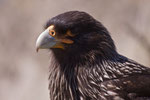 Caracara