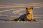 Dingo