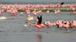 Flamingo's