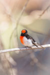 Red Capped Robin