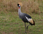 Kroon kraanvogel