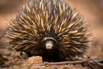 Echidna