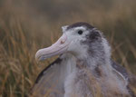 Reuzen albatros