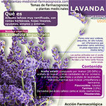 Lavanda