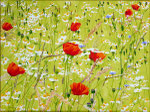 2018 "With each step a gentle wind blows, with each step a flower blooms": Thich Nhat Hanh geschilderd door Marian van Zomeren- van Heesewijk met acylverf op linnen 60 x 80 cm.
