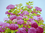 2012 "Hortensia III", acrylverf op linnen 80 x 120 