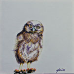 2005 "Jonge uil II" tekeningetje