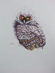 2005 "Jonge uil" tekening kleurpotlood op aquarelboard  50 x 70 cm. Niet meer op voorraad
