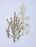 2005 "Agave ll",  60 x 80 cm. 