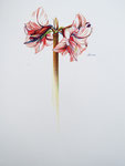 2000 "Groeien I",  getekend met kleurpotloden 50 x 70 cm. 
