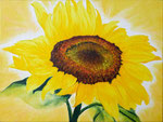 "zonnebloem"