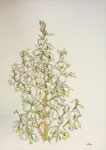 2005 "Agave I"60 x 80 cm. Getekend met inkt op aquarelboard