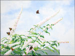 2015 "Vlinderstruik"   Acrylverf op linnen 60 x 80 cm.