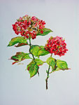 2005 "Hortensia I" getekend met kleurpotloden 