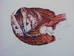 2005 "Uil met kuiken" tekening met kleurpotloden op aquarelboard  50 x 70 cm. 