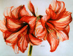 2000 "Groeien III ", getekend met kleurpotloden 50 x 70 cm. 