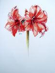2000 "Groeien II",  getekend met kleurpotloden 50 x 70 cm. 