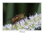 Raupenfliege, tachina fera