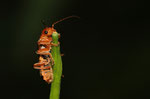 Geschafft ! Roter Weichkäfer