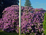 Bild: Wünschendorf Erzgebirge Springbrunnen 2026