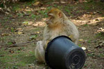Außerdem werden die Tiere von Affenbergmitarbeiter zu bestimmten Zeiten gefüttert.