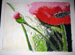 Ölpastell - Mohn, frei nach G.Pflumm
