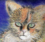 Pastell, Sissy, die Katze meiner Freundin