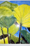 Aquarell - Lotus - Wilhelma