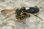 Cerceris paralysant un Coléoptère de la famille des Curculionides