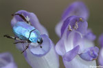 Hoplia caerula (Hoplie bleue)