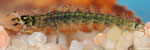 Larve aquatique de Rhyacophila vulgaris (Trichoptère)