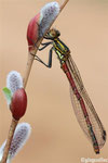 Petite nymphe au corps de feu (Pyrrhosoma nymphula)