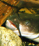 Ameiurus nebulosus - Kopfstudie