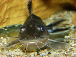 Pimelodus ornatus (Schmuckantennenwels)