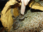 Gut eingewöhnte Schmuckantennenwelse (Pimelodus ornatus) nehmen das Futter aus der Hand.