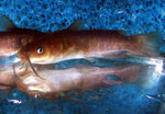 Ameiurus nebulosus: Solche 4 cm langen Winzlinge, die zweifellos sehr niedlich aussehen, werden oft unüberlegt gekauft.
