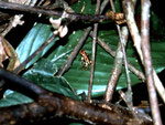 Pfeilgiftfrosch (Dendrobates quinquevittatus).