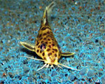 Synodontis multipunctatus bzw. Vielpunkt-Fiederbartwels