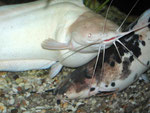 Clarias batrachus