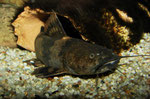Pseudopimelodus bufonius
